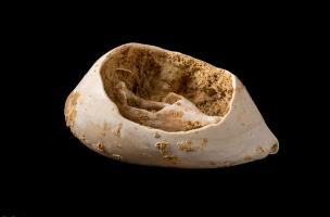 Coquille de cyprée (Cyprea sp, 3,75x2,35 mm) présentant une large ouverture dorsale du Magdalénien moyen récent, découvert lors des fouilles du site de Bellegarde (Gard). Coquillage marin utilisé comme élément de parure. 