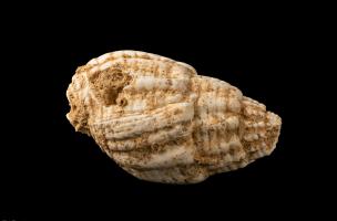 Coquille perforée de Nassarius reticulatus du Magdalénien moyen récent) utilisée comme élément de parure, découverte sur le site de Bellegarde (Gard) en 2016. La morphologie des perforations et les micro-écaillements sur les bord indiquent que ces perfora