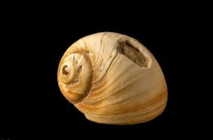 Coquille perforée d'Euspira cantena du Magdalénien inférieur initial) utilisée comme élément de parure, découverte sur le site de Bellegarde (Gard) en 2016. L'émoussé du bord de la perforation, son arrondi et sa légère décoloration indiquent une usure de 