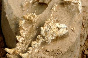 Crâne de loup mis au jour à Tourville-la-Rivière (Seine-Maritime), 2010.  Des carcasses animales entières ou partielles, toutes espèces confondues, ont été charriées par la Seine et se sont déposées sur les anciennes berges du fleuve. 