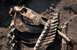 Crâne d’équidé mis au jour dans un fossé du XIIe s., fouille du site de l'Hôtel du Département à Troyes (Aube), 2010.  Un réseau de fossé se met en place à Troyes au XIIe s., il vise à assainir la zone de marais où est implantée la ville. Marchands et art