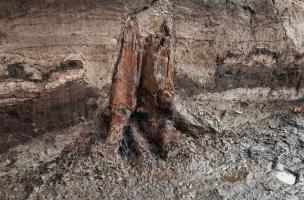 Souche d’arbre médiévale (tronc et racines) dans un niveau de tourbe, fouille du site de l'Hôtel du Département à Troyes (Aube), 2010.  Les niveaux de tourbe présents sur le site ont permis la bonne conservation de nombreux éléments organiques. 