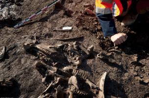 Dégagement des carcasses d’équidés à l’intérieur du fossé du XIIe s., fouille du site de l'Hôtel du Département à Troyes (Aube), 2010.  La proximité d'une vingtaine de carcasses d'équidés avec les ateliers de tannage pose notamment la question du traiteme