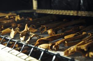 Séchage des ossements humains après prélèvement et lavage, couvent des Jacobins, Rennes (Ille-et-Vilaine), 2013.  Le couvent a servi de lieu d’inhumation entre les XVe et XVIIIe s. 