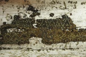 Décor de clous en bronze sur une planche de cercueil mise au jour dans la nef de l'église, couvent des Jacobins, Rennes (Ille-et-Vilaine), 2013.&nbsp;