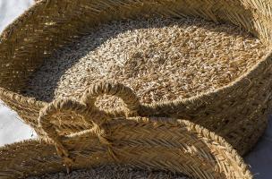 Ensilage 6