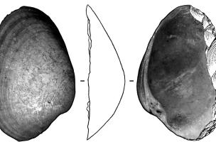 Racloir en coquille d’Amiantis umbonella