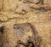 Découverte d'une tombe à char gauloise exceptionnelle à Warcq (Ardennes)