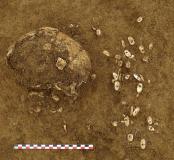Détail du crâne de l’individu inhumé entouré des parures en coquillages (St. 1019)