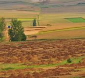Gingsheimer Feld
