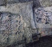 Après la sépulture multiple d'hommes et de chevaux, des fosses à chevaux ... (Puy-de-Dôme)