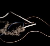 animacies_002