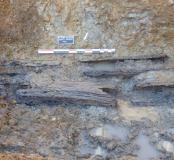 Conduits en bois de chêne (Quercus) sur le tronçon est du probable aqueduc de l'Izéron (Lyon).