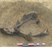 Crâne de cerf élaphe de la fosse 122