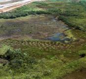 Champs surélevés précolombiens adjacents au site sur chenier de Bois Diable, juste en haut à gauche 