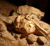 Fossile de Little Foot, grotte de Silberberg à Sterkfontein (Afrique du Sud). Peut-être poursuivi par un prédateur, cet australopithèque a fait une chute fatale de plus de vingt mètres, son corps roulant sur un talus d’éboulis, avant de s’immobiliser, un 