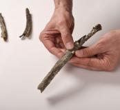 Détail de l'humérus d'un pré-Néandertalien retrouvé sur le site de Tourville-la-Rivière (Seine-Maritime), en 2010, montrant une enthésopathie, anomalie (crête inhabituelle à l'endroit de l'attache du muscle deltoïde).  Cette anomalie résulte, selon toute 