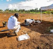 Enregistrement de la sépulture 59 et fouille manuelle de la sépulture 60, les Abymes, Petit-Pérou (Guadeloupe).