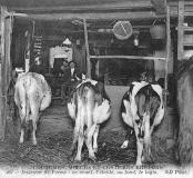 Intérieur de ferme : en avant, l’étable, au fond, le logis (Bretagne)