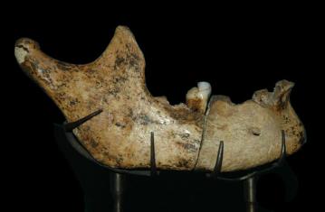 2976, la mandibule de l'homme de Moulin Quignon veille de 600 000 ans ?