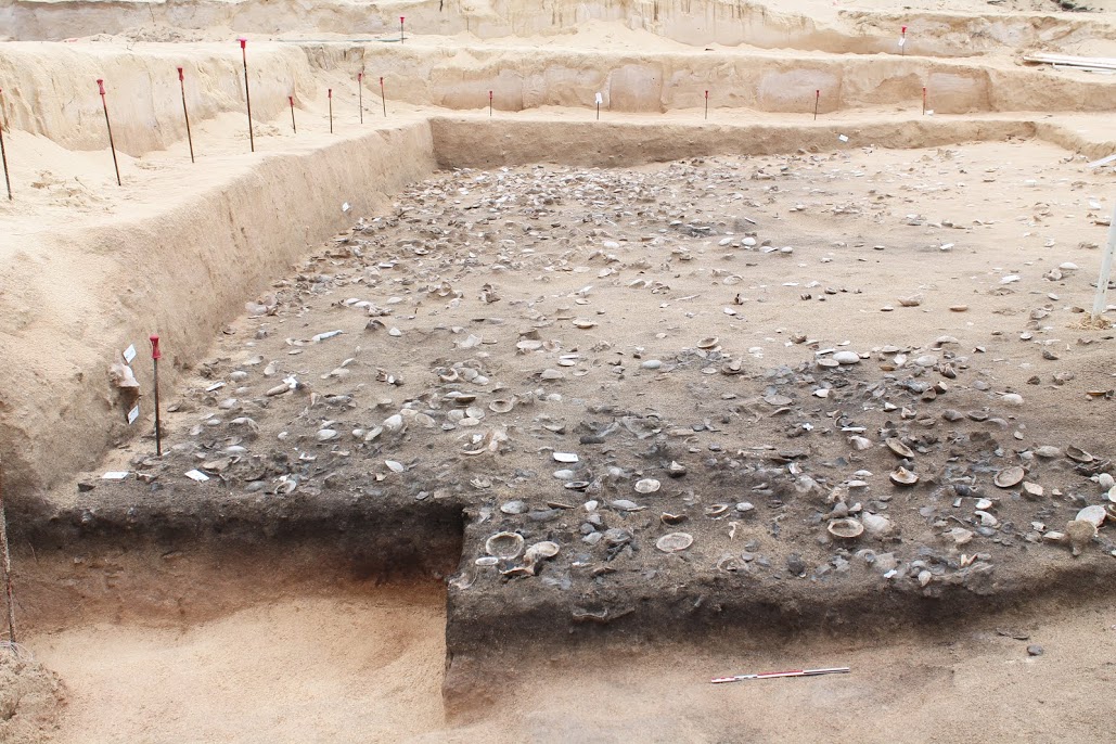 Une aire de cuisson et de consommation de palourdes vue en coupe, site du lot 73 à Saint-Martin (Petites Antilles), phase 2, 1500-1160 av. J.-C.