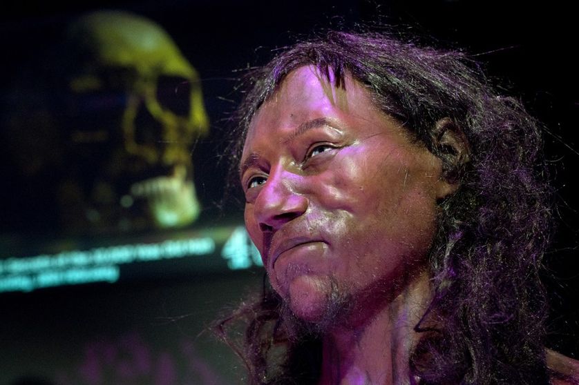 Tête de l'Homme de Cheddar, reconstituée d'après un crâne de plus de 10 000 ans retrouvé à Cheddar en Grande-Bretagne