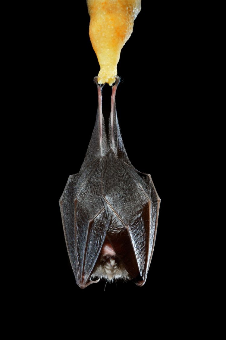 Chauve-souris suspendue à une stalactite dans la grotte Slin (Gard)