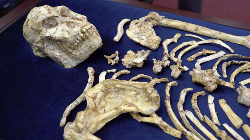 Le squelette de l'australopithèque Little Foot, complet à plus de 95%, est conservé dans une chambre forte de l'Université du Witwatersrand à Johannesburg (Afrique du Sud)