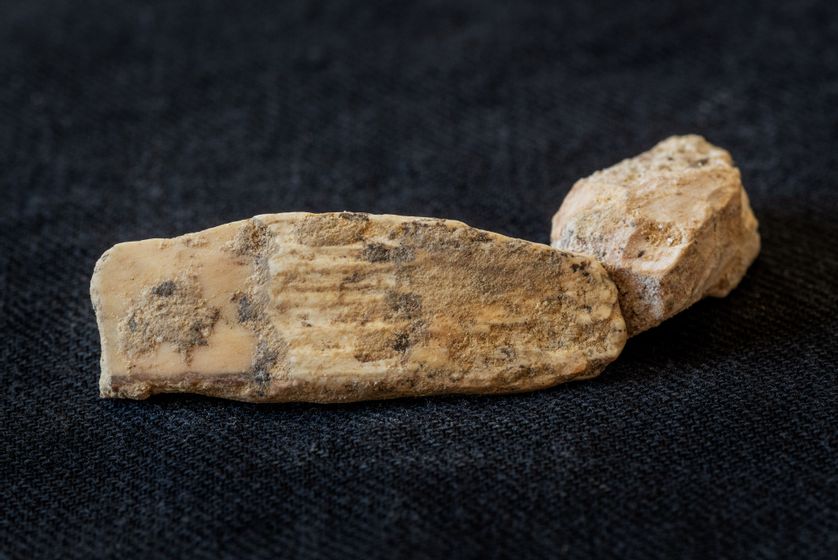 Fragments de défense de mammouth affectés par le gel. Fouille de Clichy la Garenne.