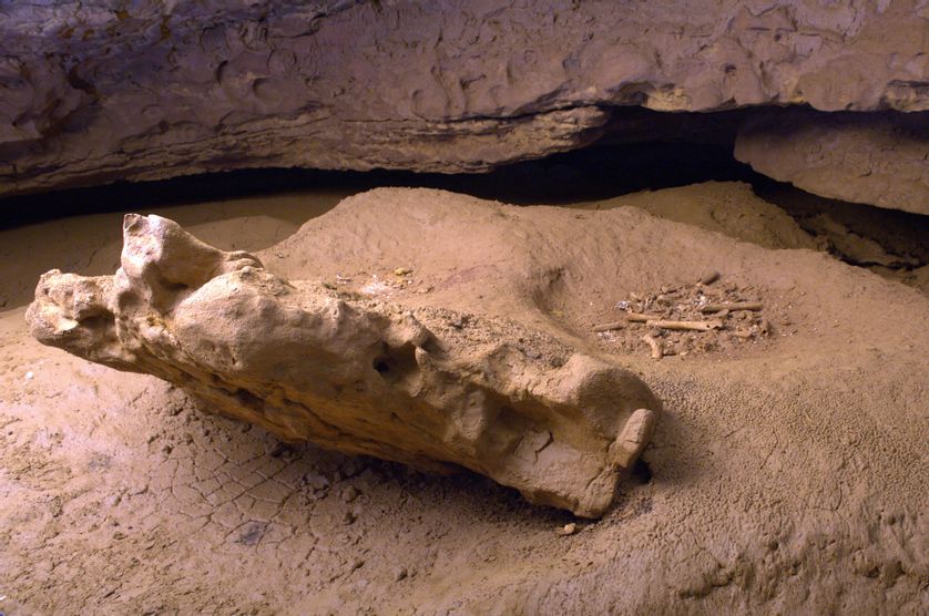 Bauges d'ours contenant des ossements fragmentaires. il a été déterminé la présence d’au moins deux individus, un adulte et un adolescent.