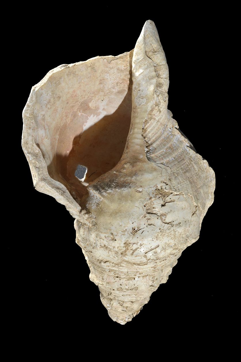 Grand coquillage de l’espèce Charonia lampas (triton à bosses), auquel ses découvreurs, en 1931, n’avaient pas particulièrement prêté attention, dans la grotte de Marsoulas. Grand coquillage de l’espèce Charonia lampas (triton à bosses), auquel ses découvreurs, en 1931, n’avaient pas particulièrement prêté attention, dans la grotte de Marsoulas.