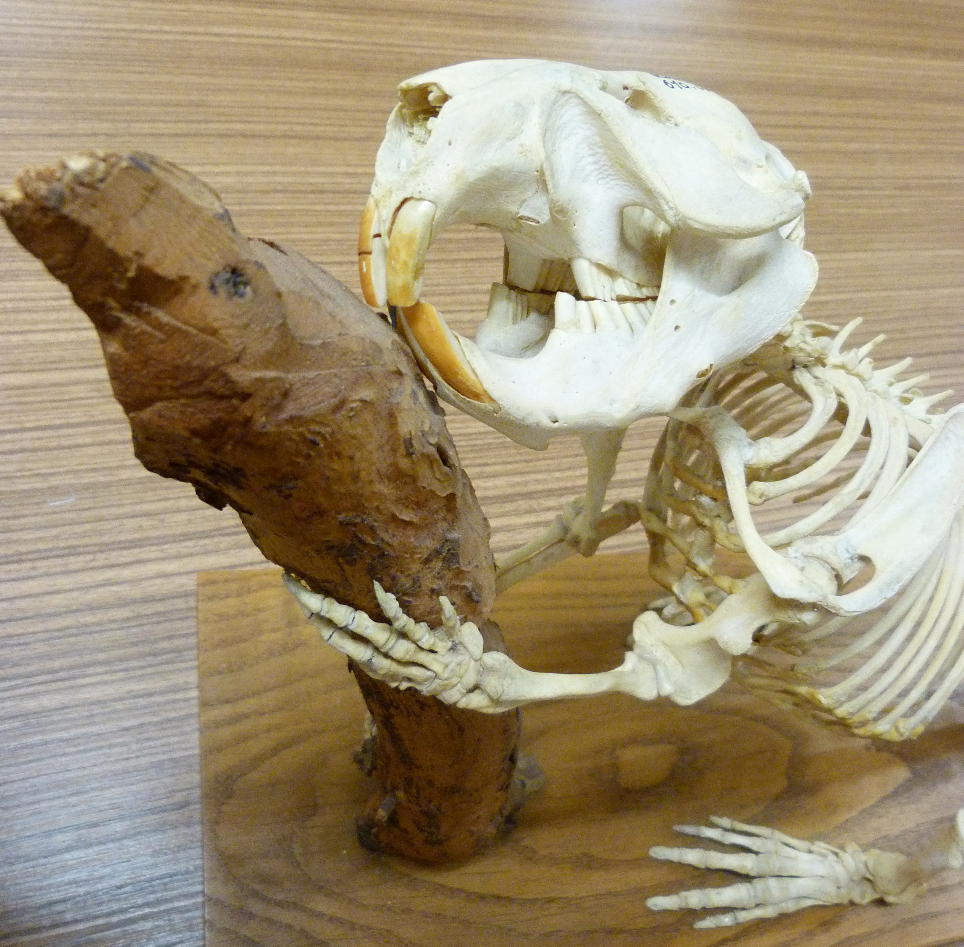 Squelette de castor européen (collection du Muséum d'histoire naturelle de Genève, Suisse) Squelette de castor européen (collection du Muséum d'histoire naturelle de Genève, Suisse)