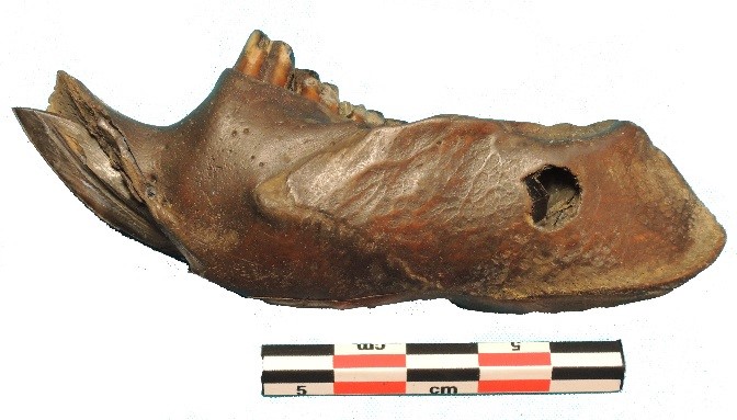 Outil sur mandibule de castor (Zamostje 2, fouille 2011) Outil sur mandibule de castor (Zamostje 2, fouille 2011)